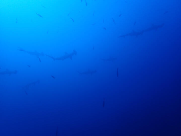 hammerheads